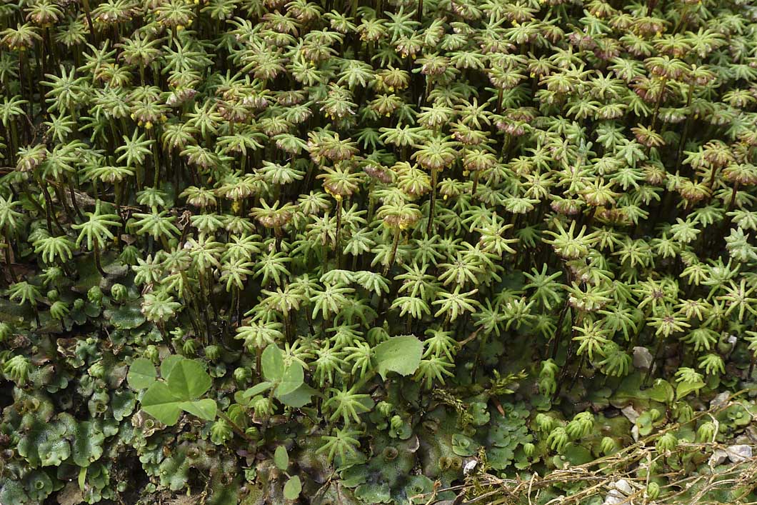 Marchantia polymorpha